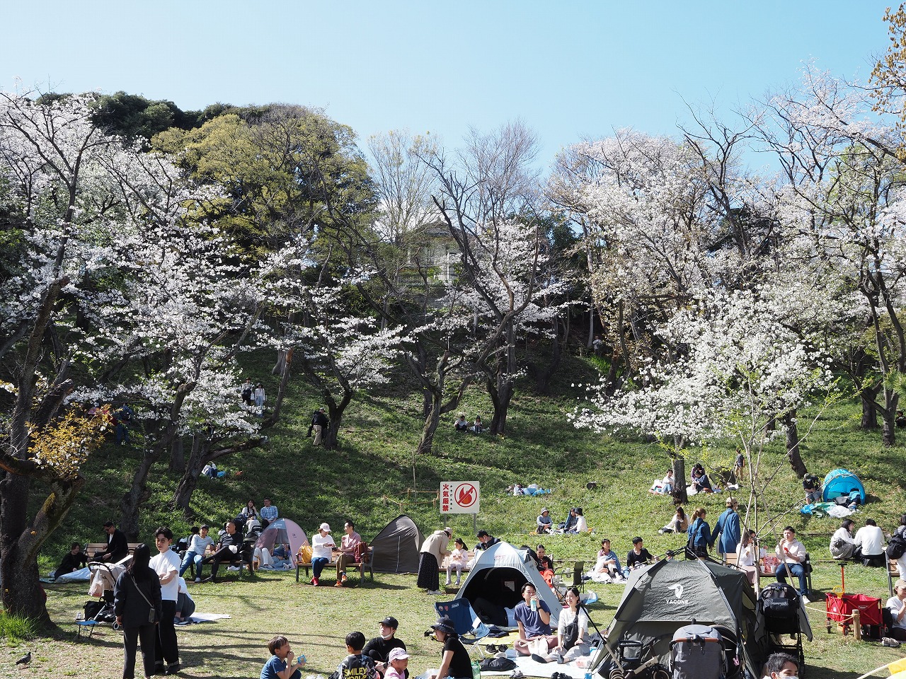 桜の景観