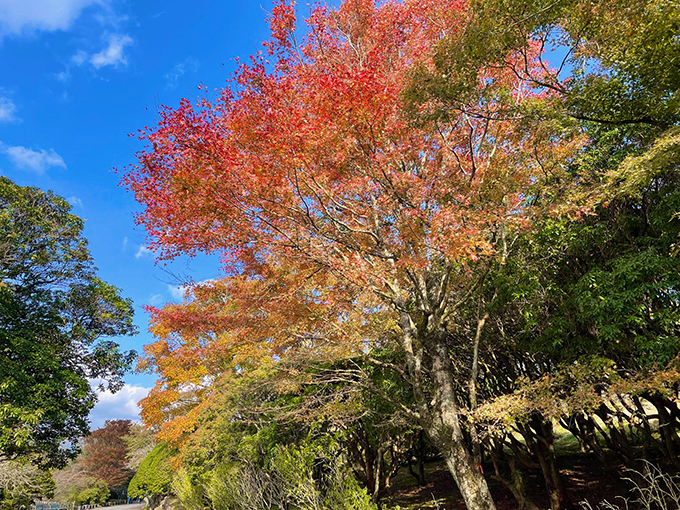 県立恩賜箱根公園