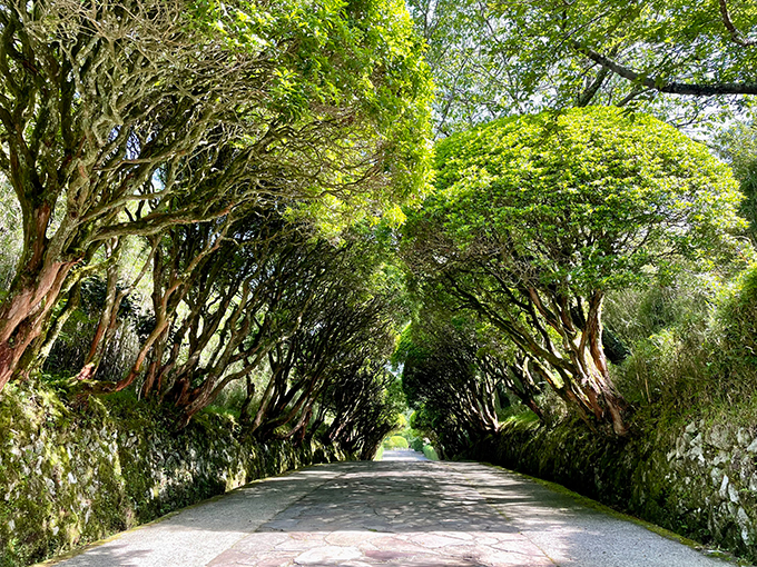 中央園路