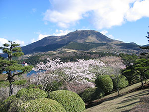 桜と駒ヶ岳