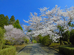 山上門の桜
