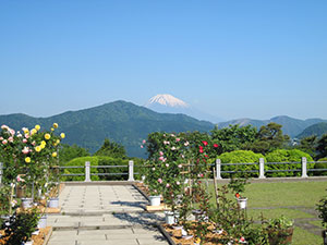 バラと富士山