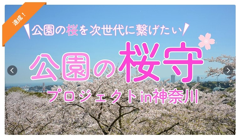 クラファン写真桜