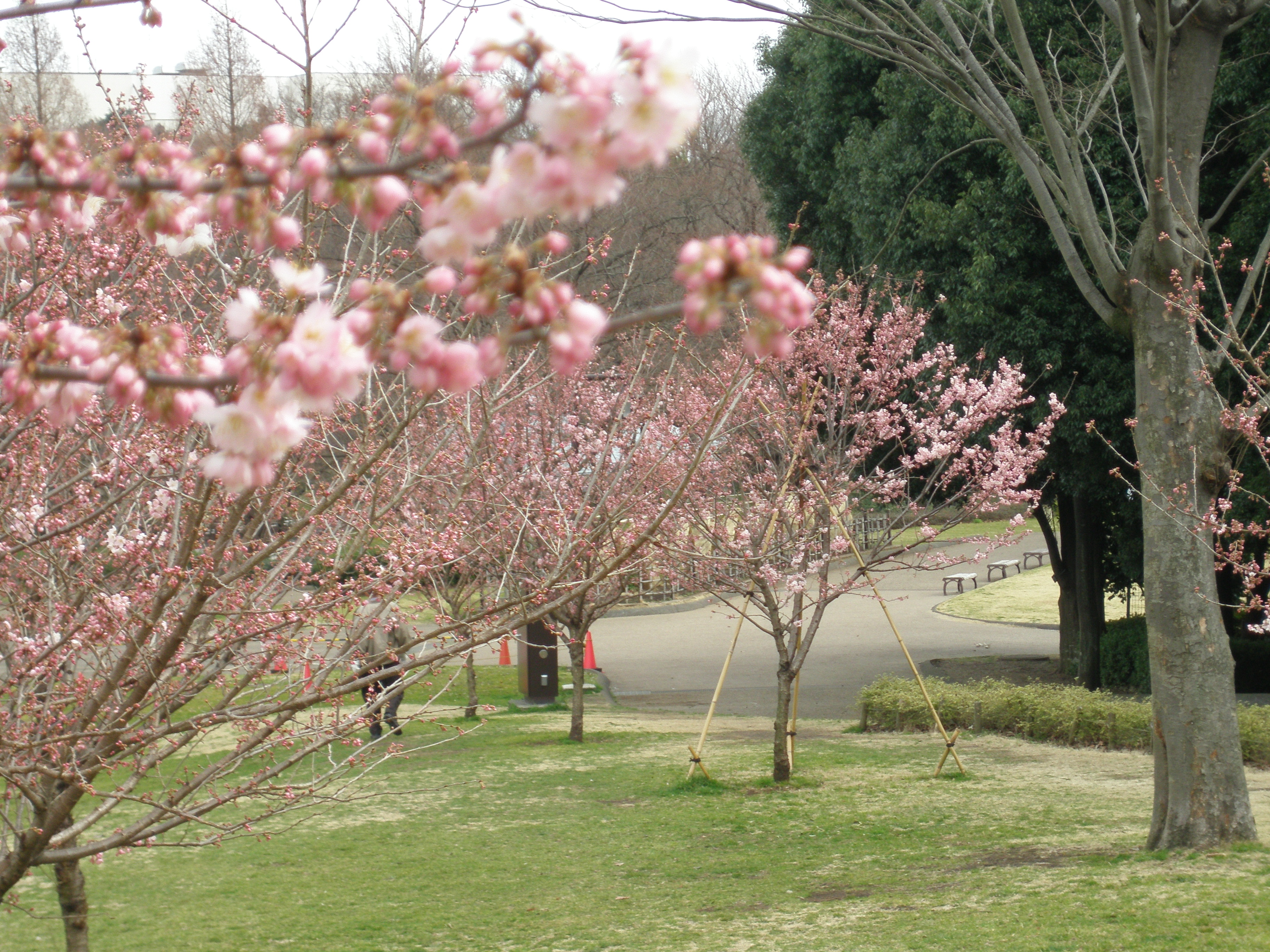 足柄桜｢春めき｣ 