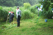 外来植物の除草2